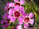 Chamelaucium hooked
